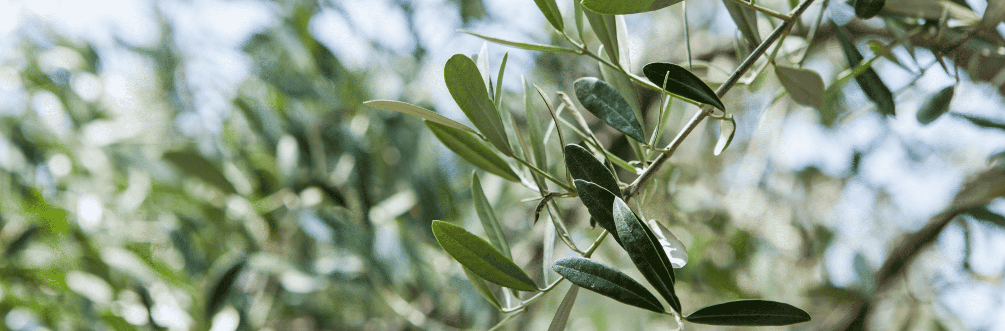 ISENOLIC®, les feuilles d’olivier au service de votre immunité